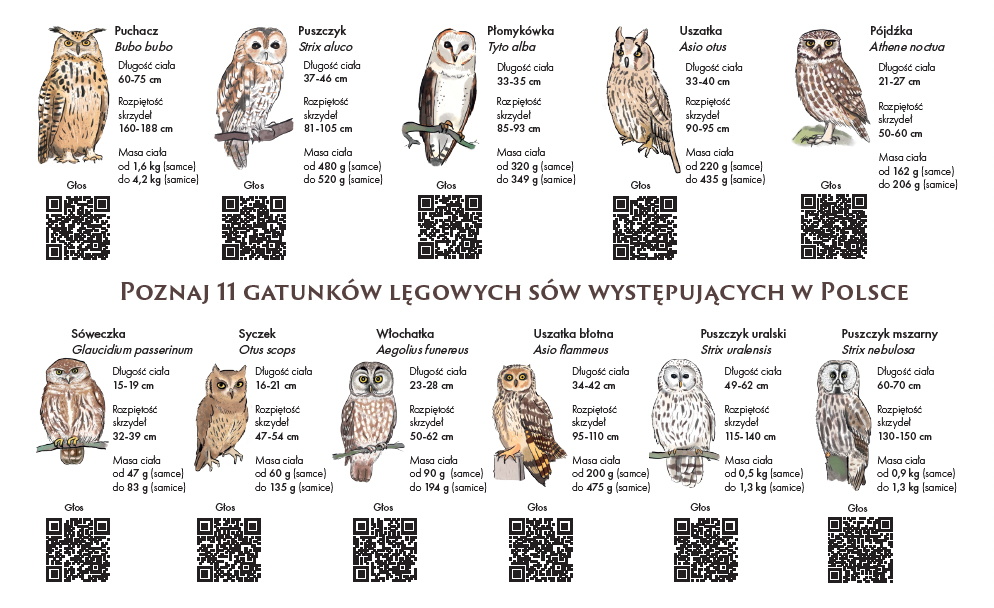 Puzzle edukacyjne Sowy Polski - obrazek 3